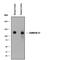 Cadherin 17 antibody, AF1032, R&D Systems, Western Blot image 