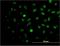 Meis Homeobox 2 antibody, H00004212-M03, Novus Biologicals, Immunofluorescence image 