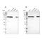 LIM Domain Containing Preferred Translocation Partner In Lipoma antibody, NBP1-89555, Novus Biologicals, Western Blot image 