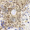 PHD Finger Protein 19 antibody, A8065, ABclonal Technology, Immunohistochemistry paraffin image 