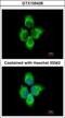 Matrix Metallopeptidase 8 antibody, GTX105428, GeneTex, Immunofluorescence image 