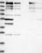 GRIP And Coiled-Coil Domain Containing 2 antibody, NBP1-89788, Novus Biologicals, Western Blot image 