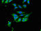 Hemopexin antibody, orb51218, Biorbyt, Immunofluorescence image 