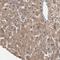 Glutamate Rich 1 antibody, HPA003725, Atlas Antibodies, Immunohistochemistry frozen image 