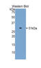 Glutamic--Pyruvic Transaminase 2 antibody, LS-C292690, Lifespan Biosciences, Western Blot image 