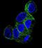 Tubulin Beta 1 Class VI antibody, abx025149, Abbexa, Immunofluorescence image 