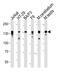 CTR9 Homolog, Paf1/RNA Polymerase II Complex Component antibody, A05192, Boster Biological Technology, Western Blot image 