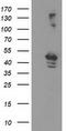 Eukaryotic Translation Initiation Factor 2B Subunit Gamma antibody, TA503537S, Origene, Western Blot image 