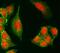 Lysine Demethylase 6A antibody, A01286-2, Boster Biological Technology, Immunofluorescence image 