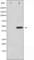 Protein Tyrosine Phosphatase Non-Receptor Type 1 antibody, abx011885, Abbexa, Western Blot image 