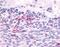 Cl2 antibody, NLS1133, Novus Biologicals, Immunohistochemistry frozen image 