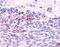 Adhesion G Protein-Coupled Receptor L2 antibody, NLS1133, Novus Biologicals, Immunohistochemistry frozen image 