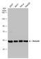 RB Binding Protein 7, Chromatin Remodeling Factor antibody, GTX109640, GeneTex, Western Blot image 