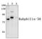 Rabphilin 3A antibody, PA5-75192, Invitrogen Antibodies, Western Blot image 