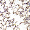 Arachidonate 15-Lipoxygenase Type B antibody, LS-C346124, Lifespan Biosciences, Immunohistochemistry frozen image 