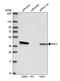 RNA-binding protein Raly antibody, HPA043614, Atlas Antibodies, Western Blot image 