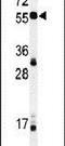 NIN1 (RPN12) Binding Protein 1 Homolog antibody, PA5-24749, Invitrogen Antibodies, Western Blot image 