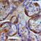 Perilipin 3 antibody, MAB76641, R&D Systems, Immunohistochemistry paraffin image 