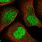 Interferon Regulatory Factor 2 antibody, HPA030813, Atlas Antibodies, Immunofluorescence image 