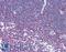 Nuclear Factor Of Activated T Cells 1 antibody, LS-B1977, Lifespan Biosciences, Immunohistochemistry paraffin image 