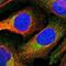 Annexin A3 antibody, NBP1-90155, Novus Biologicals, Immunofluorescence image 