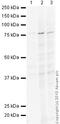 TNF Receptor Associated Protein 1 antibody, ab2721, Abcam, Western Blot image 