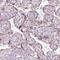 Keratin Associated Protein 2-4 antibody, PA5-66240, Invitrogen Antibodies, Immunohistochemistry frozen image 