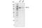 HIF-2-alpha antibody, 59973S, Cell Signaling Technology, Western Blot image 