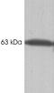 Calsequestrin 1 antibody, GTX22824, GeneTex, Western Blot image 