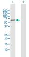 Fibronectin Type III And SPRY Domain Containing 1 antibody, H00079187-D01P, Novus Biologicals, Western Blot image 