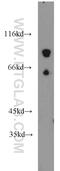 Protocadherin Beta 12 antibody, 14020-1-AP, Proteintech Group, Western Blot image 