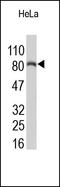 CD44 antibody, 251842, Abbiotec, Western Blot image 