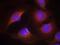 Cyclin Dependent Kinase 6 antibody, PA5-37517, Invitrogen Antibodies, Immunofluorescence image 