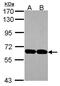 UBP14 antibody, PA5-30300, Invitrogen Antibodies, Western Blot image 