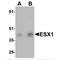 ESX Homeobox 1 antibody, MBS150856, MyBioSource, Western Blot image 