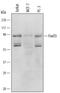 Forkhead Box O3 antibody, AF6165, R&D Systems, Western Blot image 