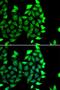 IKAROS Family Zinc Finger 3 antibody, LS-C346331, Lifespan Biosciences, Immunofluorescence image 