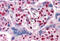 PWWP Domain Containing 3A, DNA Repair Factor antibody, MBS246439, MyBioSource, Immunohistochemistry frozen image 