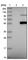 Complement C1r antibody, HPA001551, Atlas Antibodies, Western Blot image 