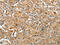 Ras-related protein Rap-1A antibody, CSB-PA968243, Cusabio, Immunohistochemistry paraffin image 