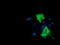 Phosphoinositide 3-kinase adapter protein 1 antibody, TA501812, Origene, Immunofluorescence image 