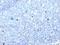 Major Histocompatibility Complex, Class I, B antibody, MBS438898, MyBioSource, Immunohistochemistry frozen image 