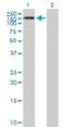 Testis Expressed 2 antibody, H00055852-B01P, Novus Biologicals, Western Blot image 