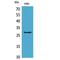 CD58 Molecule antibody, LS-C387010, Lifespan Biosciences, Western Blot image 