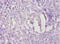 Transmembrane Protein 14B antibody, CSB-PA023721EA01HU, Cusabio, Immunohistochemistry frozen image 