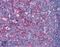 Flotillin 2 antibody, 45-052, ProSci, Western Blot image 