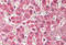 COX2 antibody, MBS240526, MyBioSource, Immunohistochemistry frozen image 