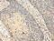 VPS28 Subunit Of ESCRT-I antibody, CSB-PA993234, Cusabio, Immunohistochemistry frozen image 