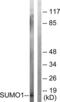 Small Ubiquitin Like Modifier 1 antibody, LS-B7650, Lifespan Biosciences, Western Blot image 