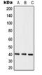 Heterogeneous Nuclear Ribonucleoprotein C (C1/C2) antibody, orb216129, Biorbyt, Western Blot image 